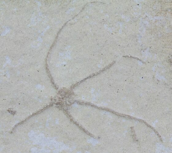 Jurassic Brittle Star (Sinosura) Fossil - Solnhofen #63870